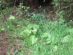 Cardiocrinum giganteum