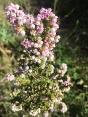 Erica mauritanica