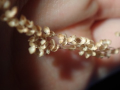 Chascolytrum subaristatum