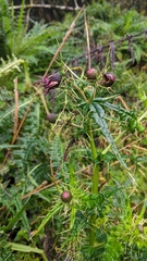 Cirsium suzukii