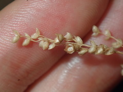 Chascolytrum subaristatum