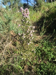 Erica mauritanica