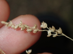 Chascolytrum subaristatum