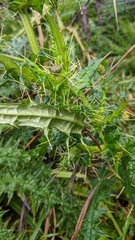 Cirsium suzukii