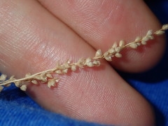 Chascolytrum subaristatum