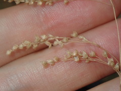 Chascolytrum subaristatum