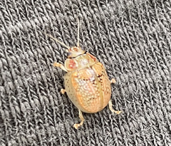 Paropsisterna m-fuscum