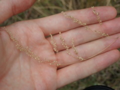 Chascolytrum subaristatum