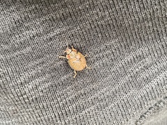 Paropsisterna m-fuscum