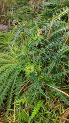 Cirsium suzukii