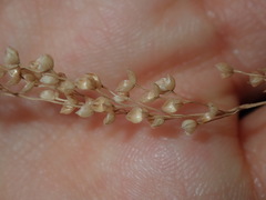 Chascolytrum subaristatum