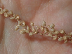 Chascolytrum subaristatum