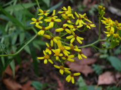 Senecio velleioides