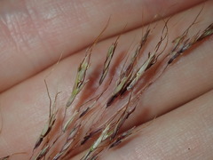 Capillipedium spicigerum