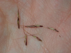 Capillipedium spicigerum