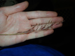 Capillipedium spicigerum