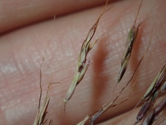 Capillipedium spicigerum