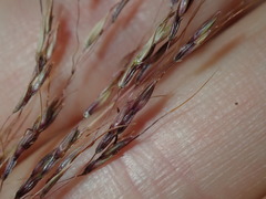 Capillipedium spicigerum