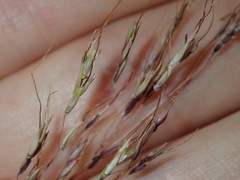 Capillipedium spicigerum