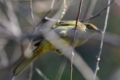 Andropadus importunus