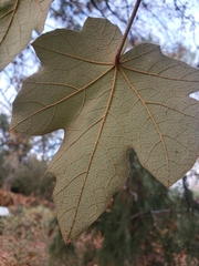 ×chiranthofremontia lenzii