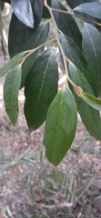 Alangium villosum