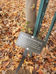 ×chiranthofremontia lenzii
