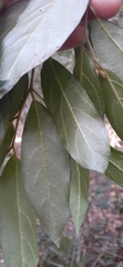 Alangium villosum