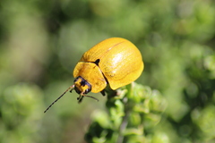 Paropsis augusta