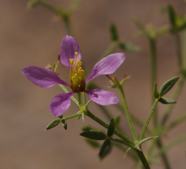 calthrops (Zygophyllaceae (Caltrop) of the Pacific Northwest) · iNaturalist