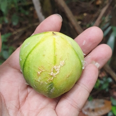 Passiflora laurifolia