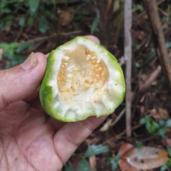 Passiflora laurifolia