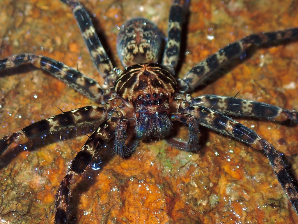 Heteropoda lunula