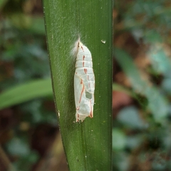 Elymnias hypermnestra