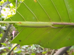 Enpinanga borneensis