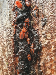 Tegea atropicta