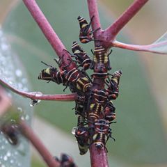 Eurymeloides punctata