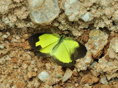 Eurema sari