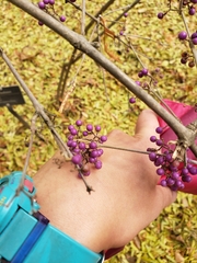 Callicarpa bodinieri