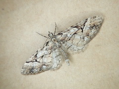 Eupithecia takao