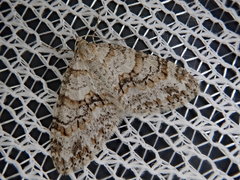 Trichopteryx fastuosa