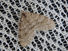 Trichopteryx ignorata