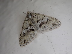 Trichopteryx miracula