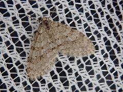 Trichopteryx ignorata