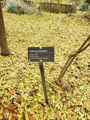 Callicarpa bodinieri