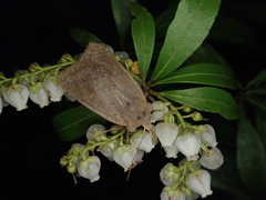 Agrocholorta nawae