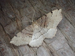 Xerodes rufescentaria