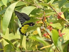 Troides minos