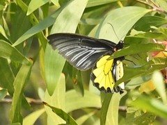 Troides minos