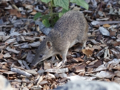 Isoodon obesulus obesulus